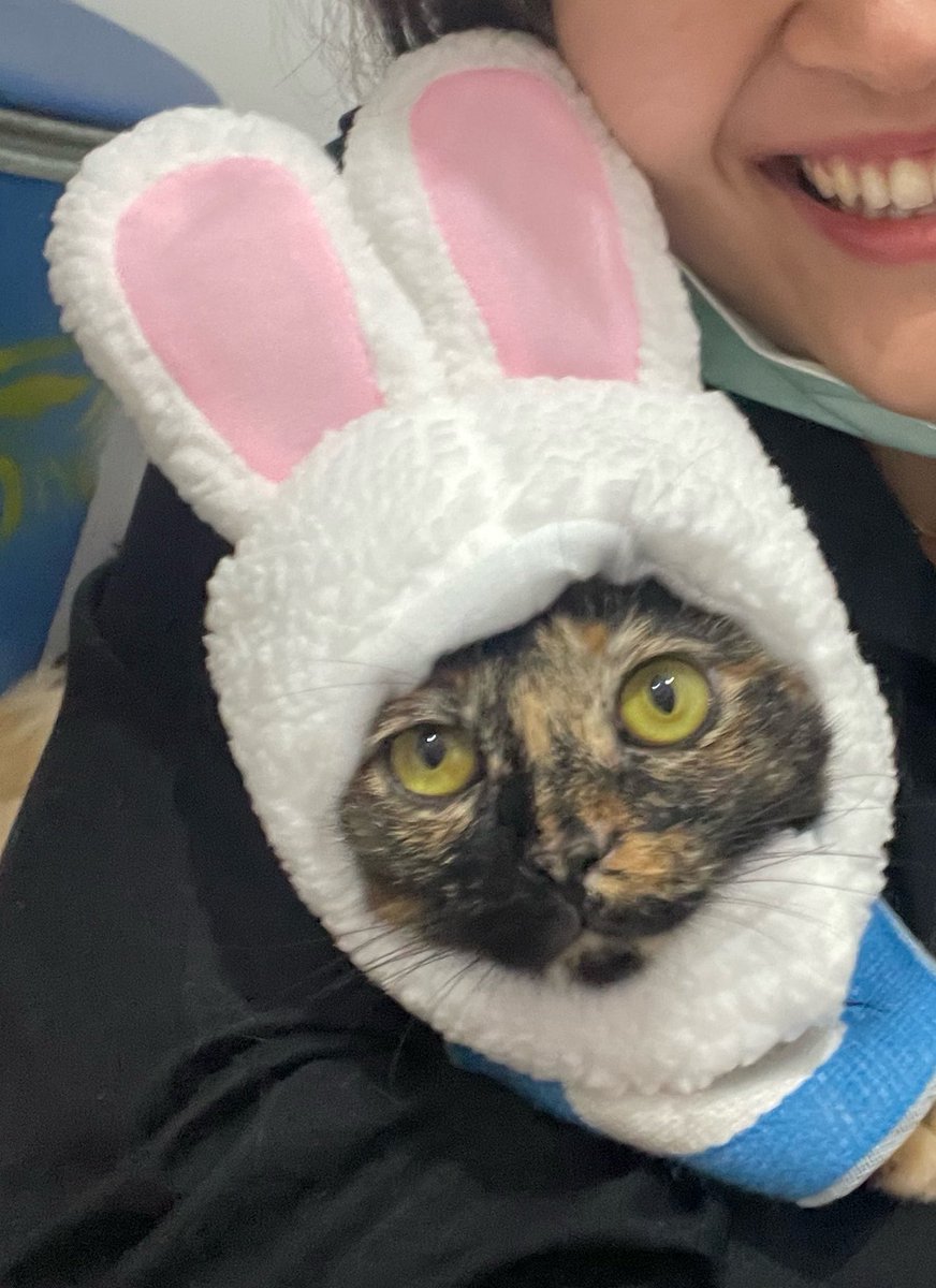 junnonashi's tweet photo. ต้องใส่แบบนี้ 🐰 https://t.co/8RPrmoPfXs