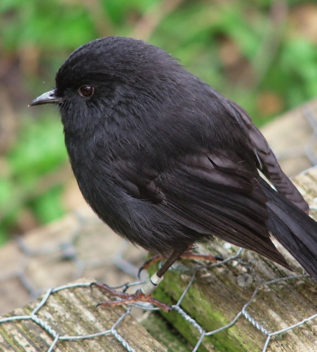 AMAZlNGNATURE's tweet photo. New Zealand’s tiny black robin named 2026 Bird of the Year after a remarkable recovery

The karure, or black robin, was down to just five birds in 1980. Thanks to decades of conservation efforts, around 350 adults now survive across two protected islands https://t.co/YtlSsW1G7J