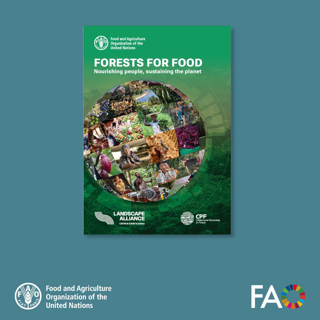 FAOKnowledge's tweet photo. Forests do more than protect biodiversity and our climate, they also provide food and support healthy diets.

Explore a new @FAO &amp; @TheLandAlliance report on the vital role of forests in food security, nutrition and resilient food systems 👉 https://t.co/HKD39n4KpX https://t.co/nrm39HcZv4