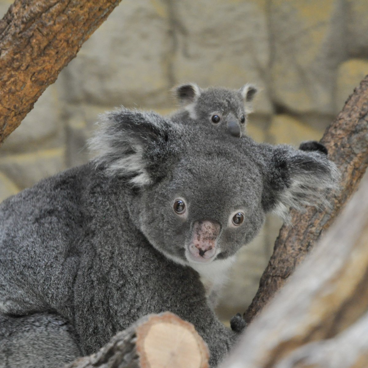 zoo8730's tweet photo. 1ヶ月前はこんな小さかったね🐨

#東山動植物園
#りん
#りん仔
#コアラ https://t.co/v0RieRwzTe