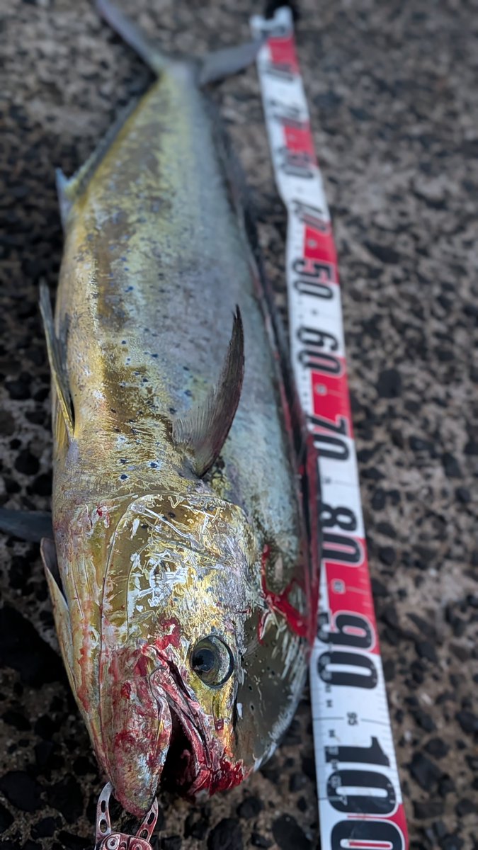 hiro39113's tweet photo. 昨日、今日とシイラ耐久戦
昨日、かなり大型のデコッパチをギャフ失敗し痛恨のバラし😭
今日は朝イチ6.5kg、1mちょいのメス昨日のデコッパチに比べたら全然引かんかったけどそれでも🤣✨🤣✨

#とよひめシイラ
#平戸シイラ
#モンスターショット140
#アゴペン https://t.co/12HNxDMByO