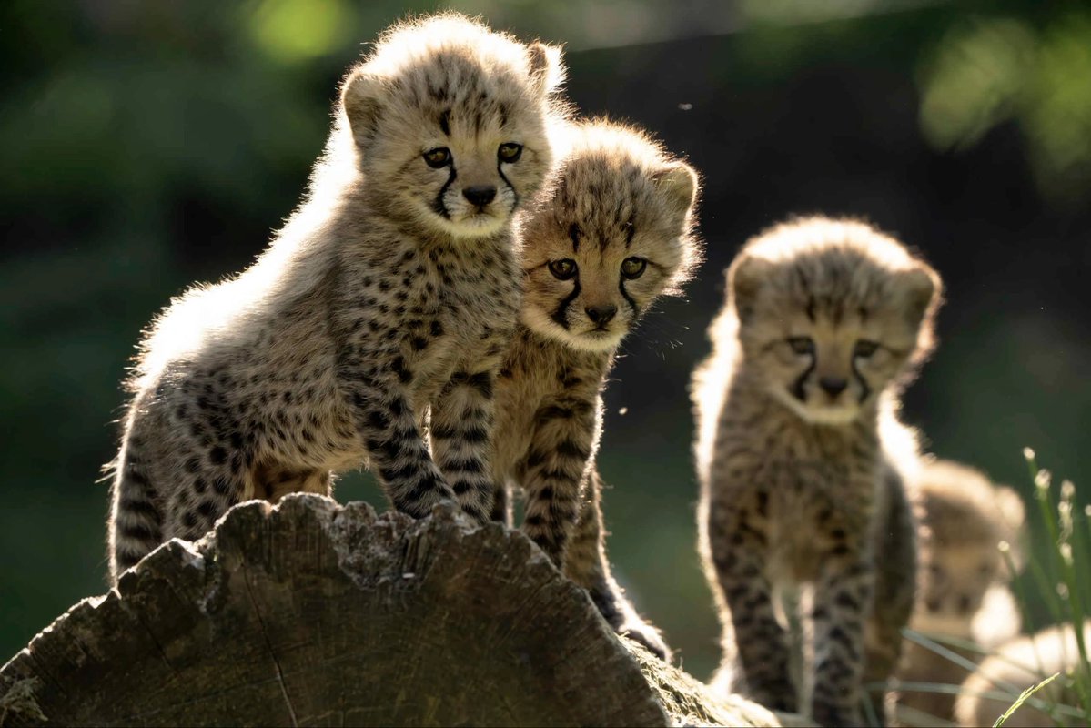 delhifileslive's tweet photo. 🐆 Project Cheetah Hits New Milestone: India’s Cheetah Count Rises to 56

India’s cheetah population has increased to 56, including 36 cheetahs born on Indian soil.

The latest boost came after KGP12, an India-born female cheetah, gave birth to four cubs at Kuno National Park on September 18, 2026. Notably, KGP12 is the daughter of Gamini, who was brought to India from South Africa in 2023.

This marks a major milestone for Project Cheetah, as a cheetah born in India following the species’ reintroduction has now produced her own offspring.

📍 Kuno National Park: 53 cheetahs
📍 Gandhi Sagar Wildlife Sanctuary: 4 cheetahs
📍 Veerangana Durgavati Tiger Reserve: Being prepared as a third cheetah conservation site

Project Cheetah began at Kuno on September 17, 2022, with 8 cheetahs from Namibia, followed by 12 from South Africa in February 2023 and 9 from Botswana in February 2026.

Cheetahs were declared extinct in India in 1952, and their return seven decades later aims to establish a viable population through translocation, breeding and habitat expansion.

@moefcc @EnvironmentPib @KunoNationalPrk @byadavbjp