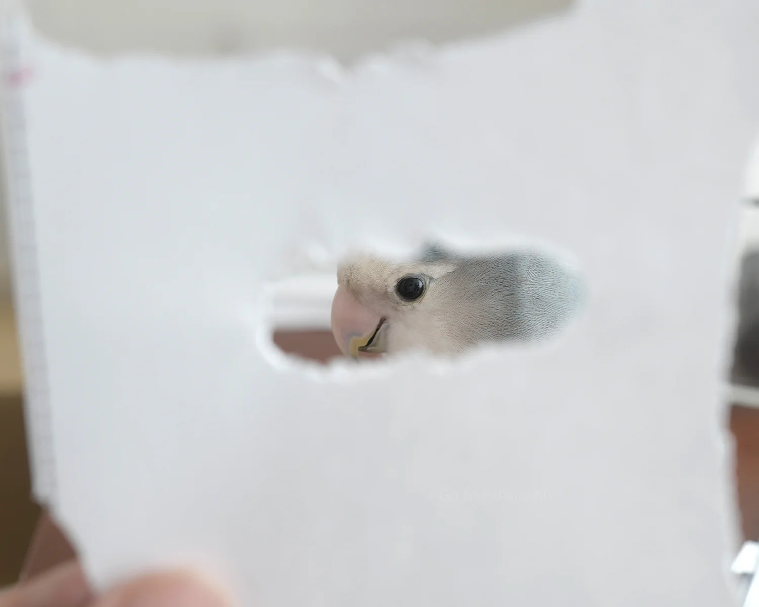 村東剛 (おと写真館) インコのらくちゃんカレンダー2027発売中 on X