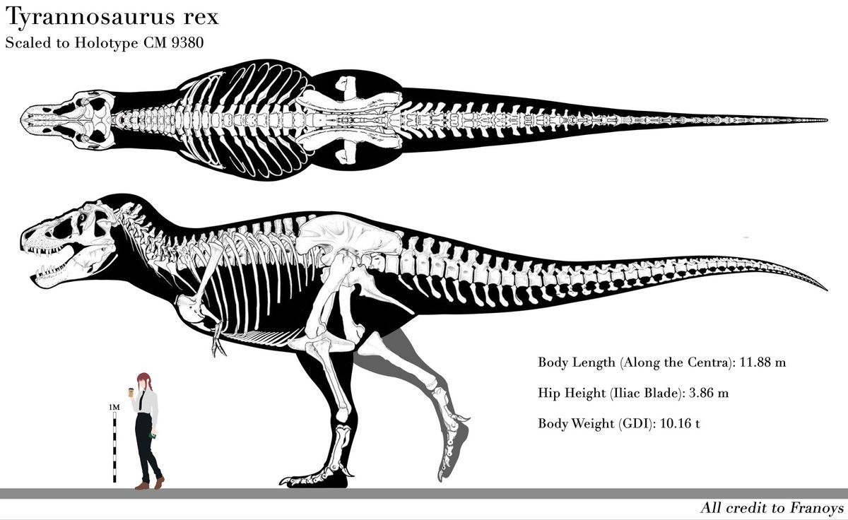 32_vu32810's tweet photo. CM 9380 deserves more respect, as not only was it the actual original holotype T. rex specimen, but it was also pretty big, larger than Stan according to Hutchinson et al. (2011). Kinda sad to see AMNH-5027 overshadowing it (tbf that thing was the most famous dino specimen ever). https://t.co/SBKUjHGFcp