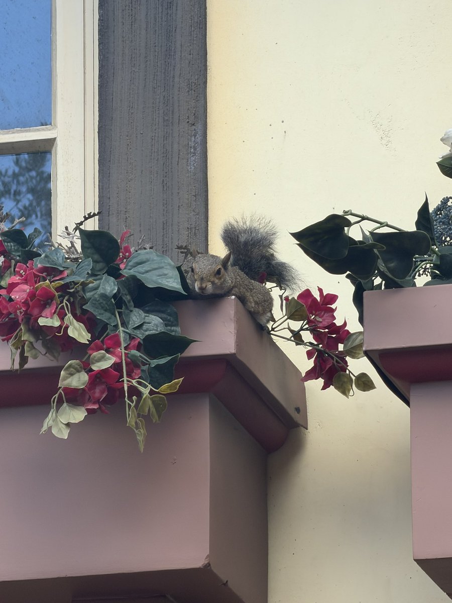 MikeTheProgram's tweet photo. Look! A hidden Pascal- wait…no that’s just a squirrel laying down, relaxing. https://t.co/NO15Vt0Cco