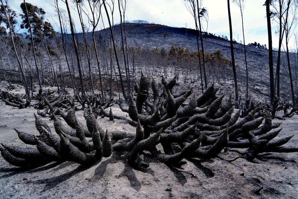 kimontare's tweet photo. 1/
🔥 Durante cinco días vimos arder el cerro Casitagua desde nuestras casas en Pomasqui. Cerca de 300 hectáreas de bosque seco andino hoy son ceniza. Esto no puede quedar como una noticia más. 🧵 #PomasquiNoOlvida https://t.co/30nuYezhnC