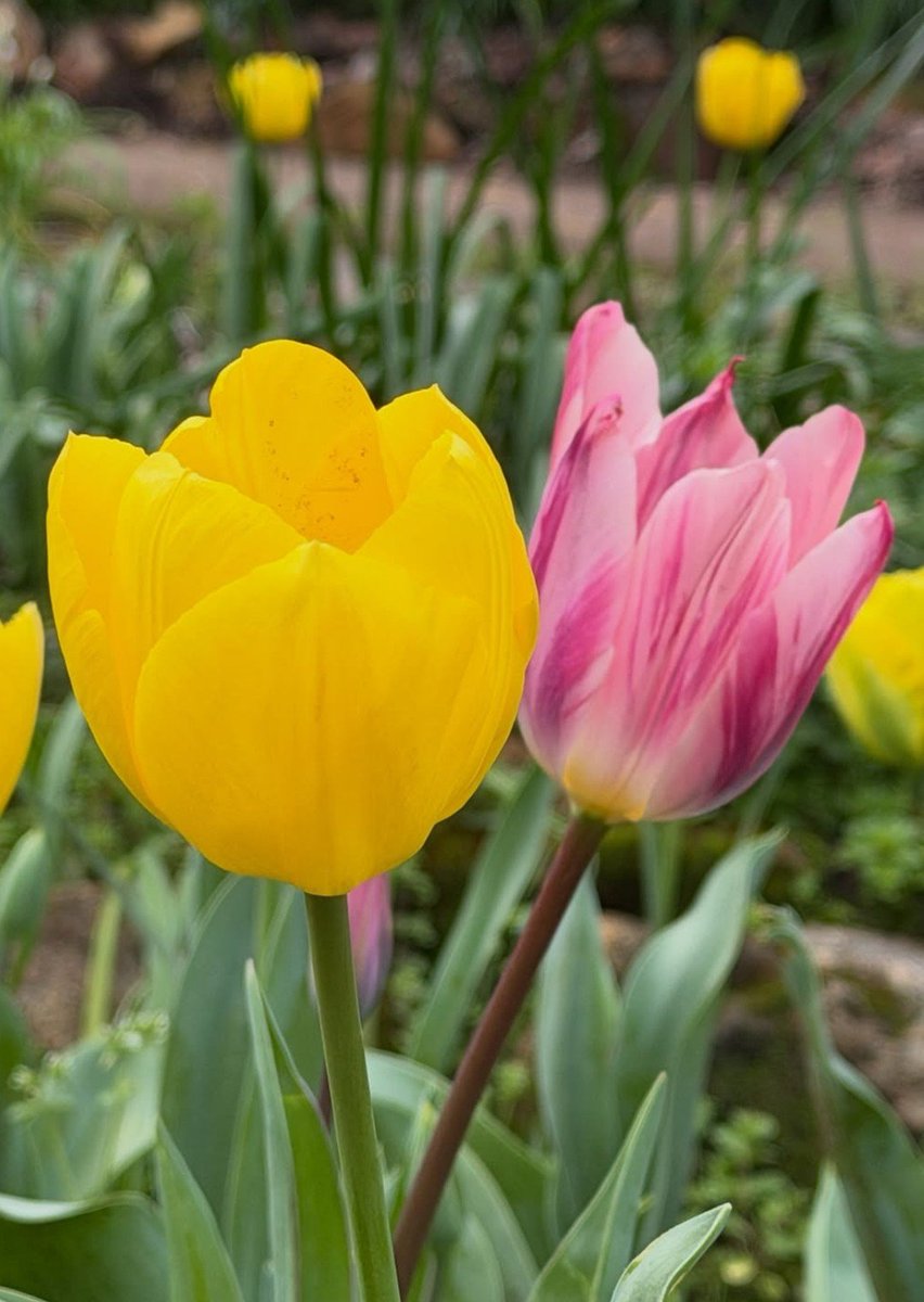 17017Nov's tweet photo. Beautiful 🩷🌷💛#tulips https://t.co/dxZIW2ceve