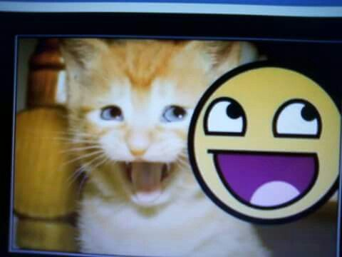 CatPosted's tweet photo. https://t.co/WF6p7zNl4t