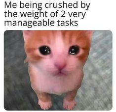 CatPosted's tweet photo. https://t.co/9sC3TLhLBh