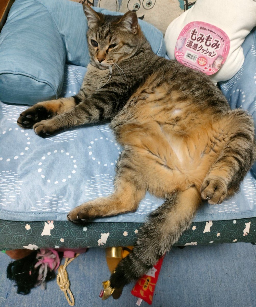 W67w2PZPVo91000's tweet photo. チビ仔　連休特別サービスは、ママ
　　　　と僕のセクスィー写真
ママ　　変な写真載せないでちょう　　
　　　　だい
モフ男　セクスィーでもハレンチで
　　　　もないけれどママのイヤが
　　　　る事はするな。
　　　　つしま父さんの背中を見る
　　　　んだ https://t.co/OesdO8aiaP