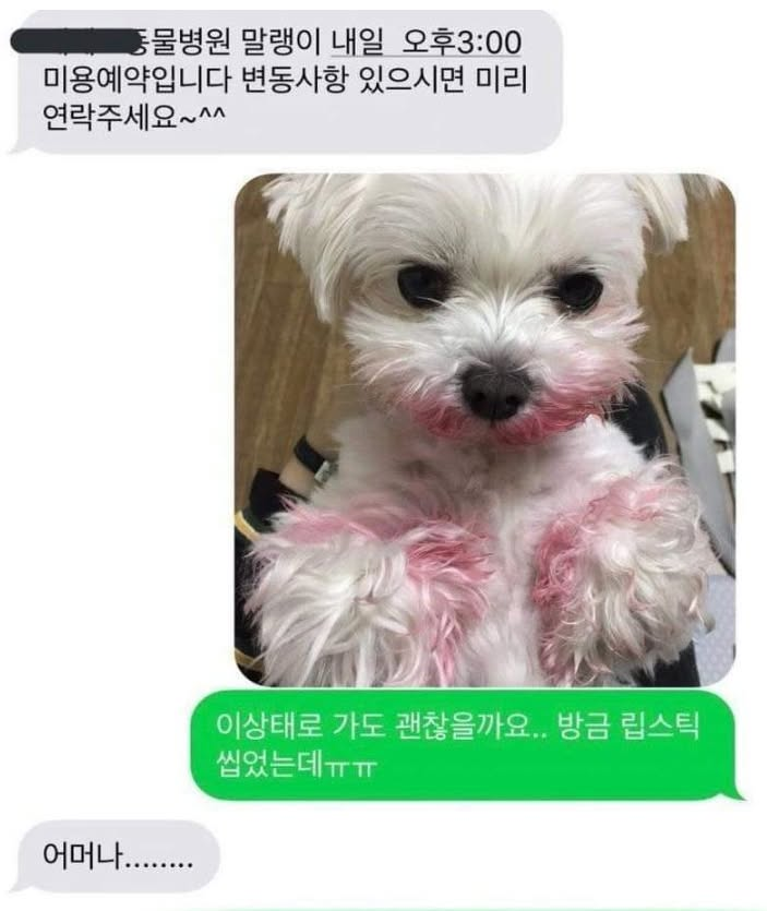 error404nullf5's tweet photo. 립스틱 먹은 강아지로만 보임 https://t.co/wv25odTnX5