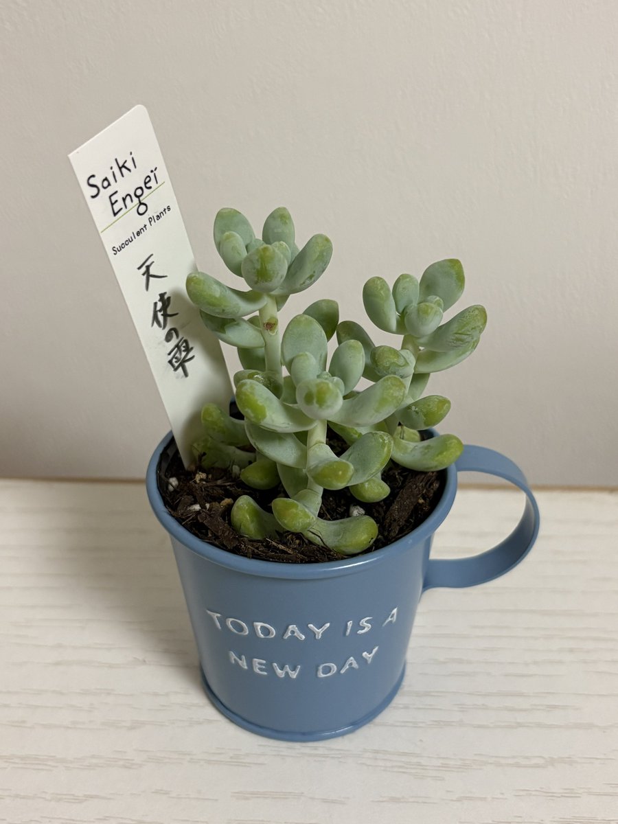 moda_sub_d4's tweet photo. 多肉植物も買えた1日🪴˜˷ ﾊﾋﾟ
・
今日からよろしくね ᵕ̈

お家にあったこのカップ
ジャストサイズすぎたʷ ꙳ https://t.co/KfFAEuwnnG