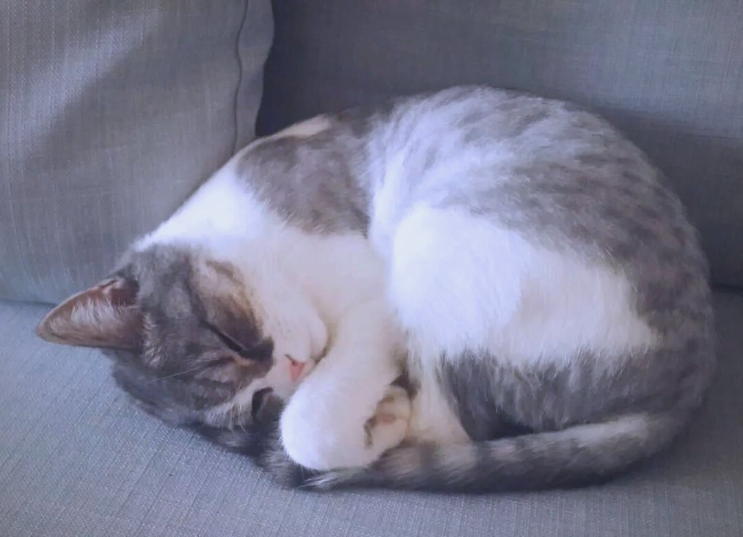 SerinaCour8a's tweet photo. Just found my cat napping on the freshly washed laundry – guess someone claimed the soft spot I saved for myself https://t.co/j4EOs2GqZV