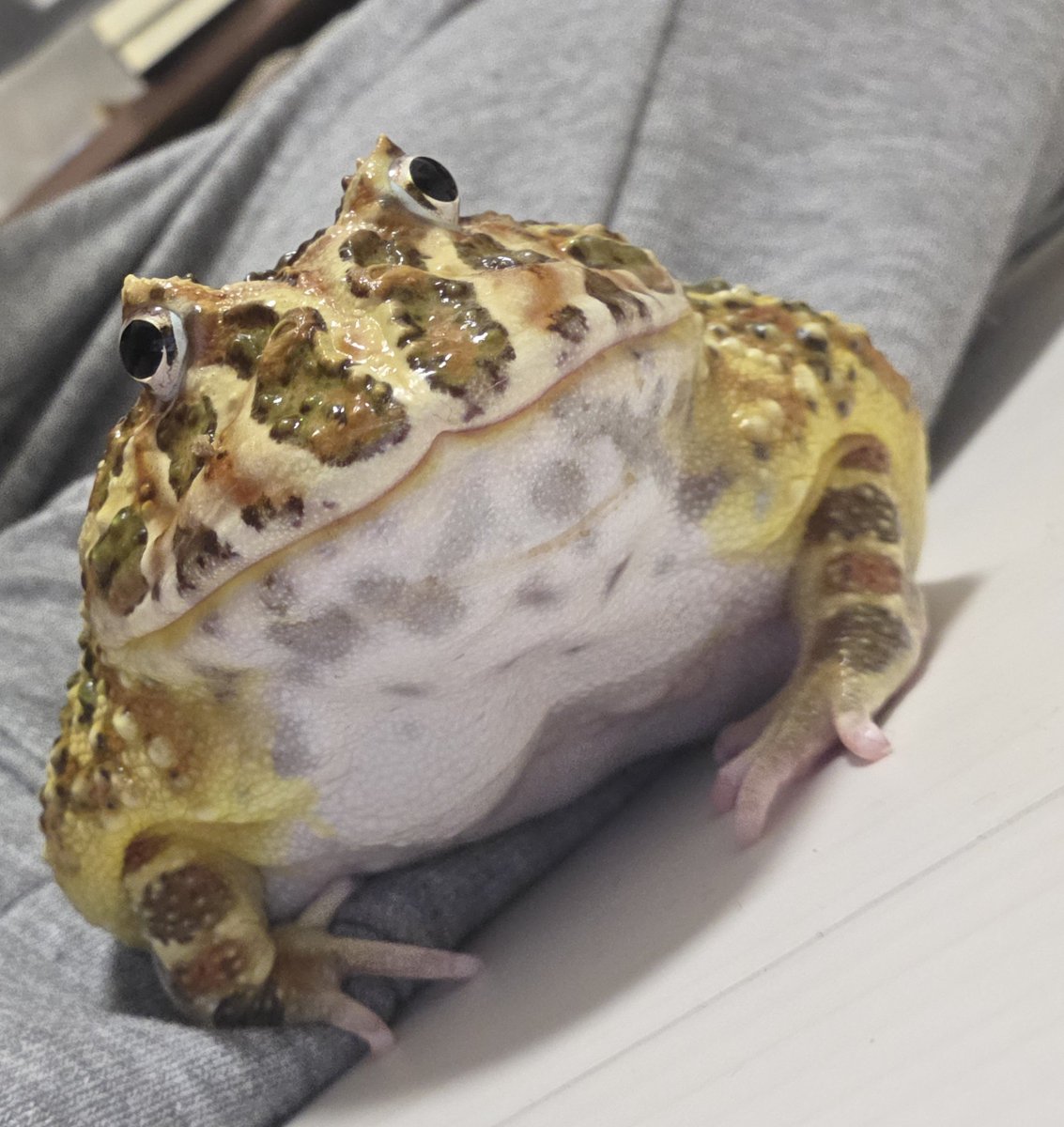 Yoshi_froglife's tweet photo. あまりにも満足げなカエル https://t.co/UsgRL89WBd