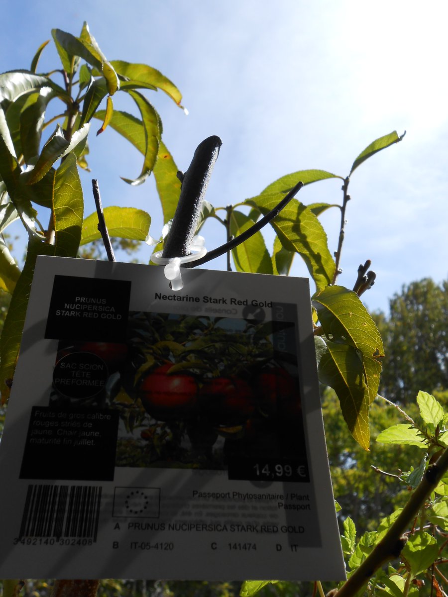 AnkhEsseneMoon's tweet photo. Favourite way of investng 🌳. The goal is to have fresh fruit all year round, which is easier to achieve in the Tropics, but is possible in the Mediterranean too, on a lesser scale, as citruses, avocado, persimmon, strawberry tree, Brazilian guava, all give fruits in the winter. https://t.co/UsG2EUbk7t