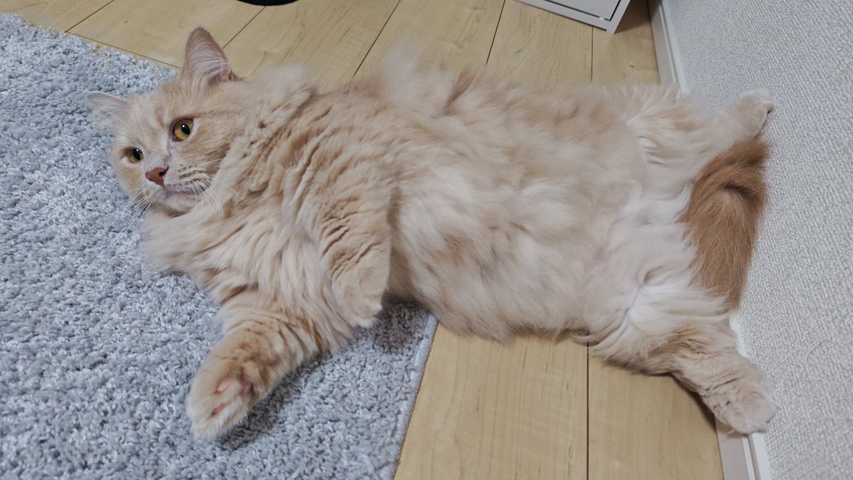 catcat_0613Mone's tweet photo. シルバーウィーク3日目
今日は朝から虫さんと激闘したのだ！
僕の勝ちなのだ✌
でもご主人達は肉球の匂いを嗅いで苦虫を噛み潰したような顔になってたのだ…
#猫好きな人と繋がりたい
#猫
#モネ男のアルバム
#ミヌエット https://t.co/qXk3GJi948