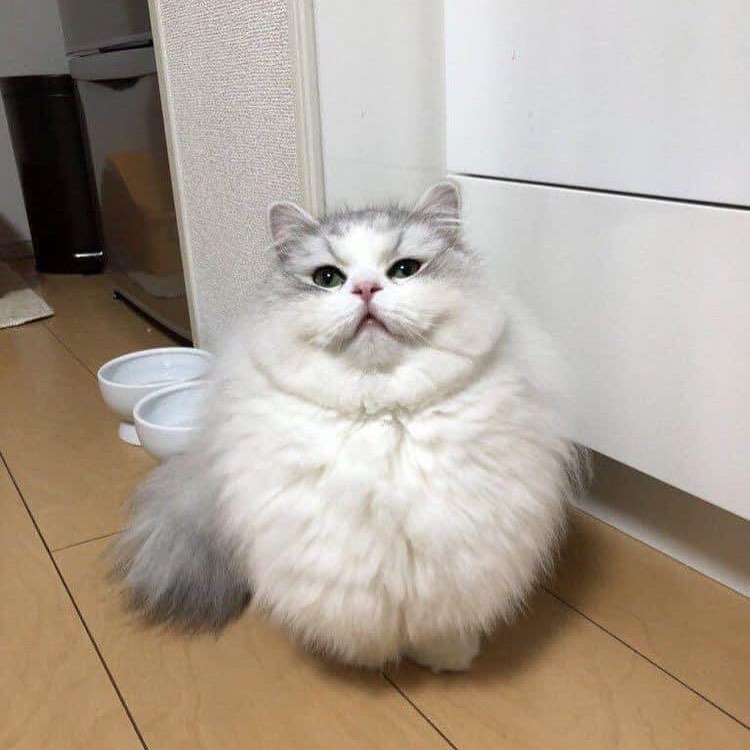 PunchingCat's tweet photo. https://t.co/SsNZa9JMZA