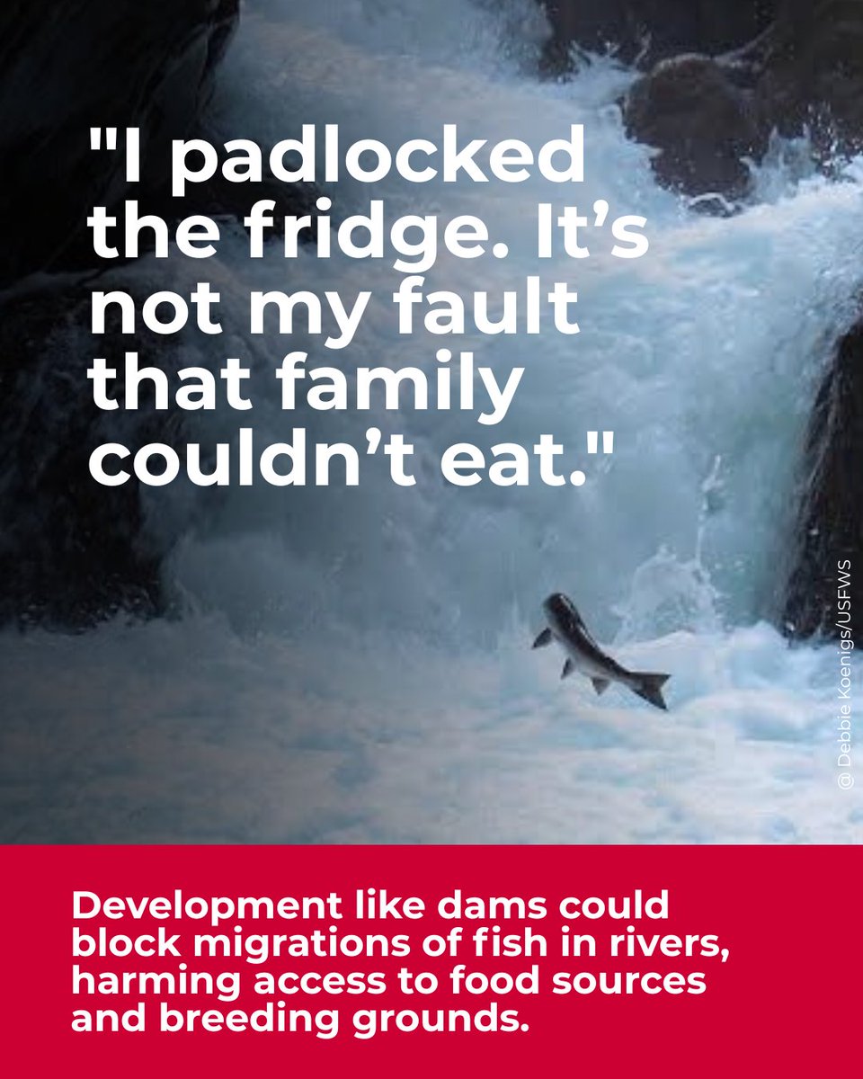 Defenders's tweet photo. Harm by accident is still harm, yet "oops, we killed a protected species" is suddenly legal under the Endangered Species Act. The ESA has kept 99% of listed species from going extinct — and Defenders is fighting to undo these rollbacks. https://t.co/37IBElaMVH