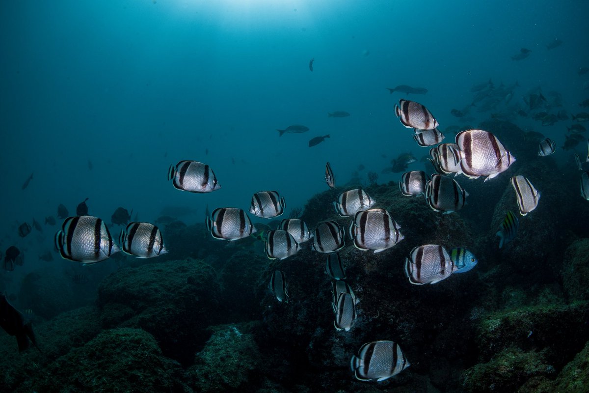 BanderasScuba's tweet photo. A glimpse beneath the surface at Los Arcos, Mismaloya 🌊🐠

Last week, we had another incredible day of diving at Puerto Vallarta’s the most iconic dive site.

Los Arcos never ceases to surprise us. 

From huge schools of King Angelfish and Moorish Idols moving through the reef https://t.co/zV4JX8tYa7