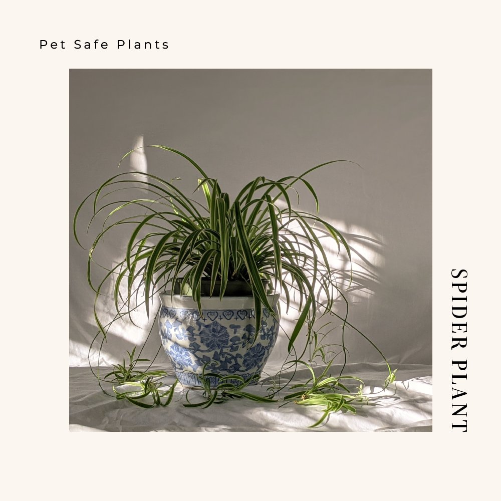 JanicePeeler's tweet photo. Spider plants are non-toxic to cats and dogs, making them a worry-free plant choice for pet owners. Do you have any other plants in your home? https://t.co/LRIslpneN0