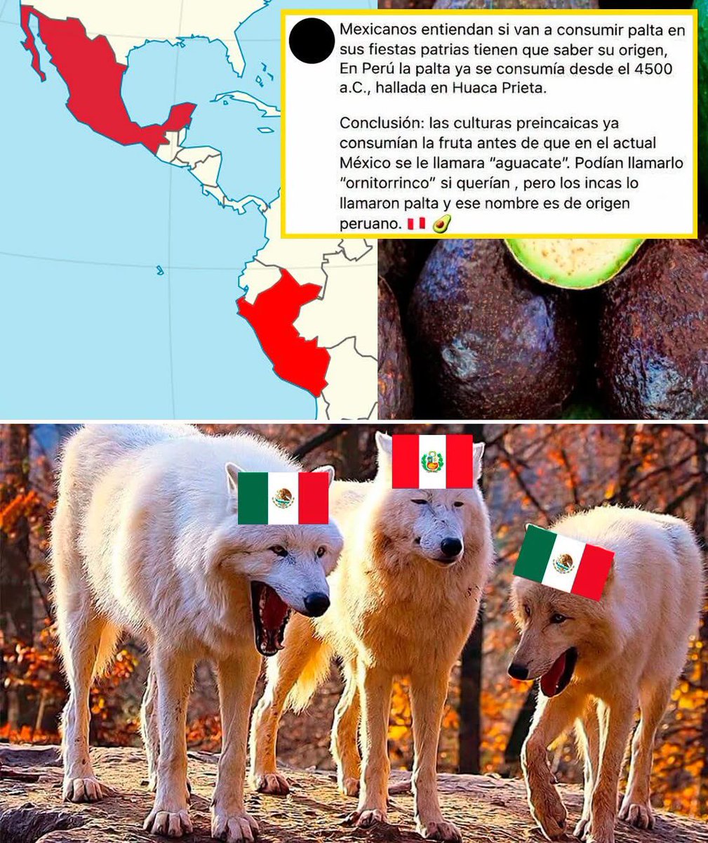 VigiaCiudadano7's tweet photo. 🇲🇽🥑🇵🇪 ¡UN COMENTARIO ATRIBUIDO A UN USUARIO PERUANO QUISO “CORREGIR” A LOS MEXICANOS POR DECIR AGUACATE… PERO LA ARQUEOLOGÍA LE COMPLICA EL RELATO!

En redes circula una captura atribuida a un usuario peruano que asegura que los mexicanos deberían saber que la “palta” ya se consumía en Perú desde hace miles de años y presenta ese dato como prueba de su supuesto origen peruano.

El detalle es que encontrar restos antiguos en Perú no demuestra que la fruta haya nacido allí.

México cuenta con registros arqueológicos antiquísimos del aguacate, algunos muy anteriores al 4500 a.C. mencionado en la publicación. Además, la palabra aguacate proviene del náhuatl ahuácatl y tiene una profunda historia mesoamericana. 🇲🇽

Así que intentar presentar a México como si hubiera llegado tarde al aguacate se vuelve bastante complicado cuando aparecen las fechas.

En Perú pueden llamarle palta y en México aguacate. Pero utilizar restos arqueológicos peruanos para concluir que la fruta es exclusivamente peruana ya es otra historia. 😅🥑

La captura encendió el choque gastronómico… y la arqueología terminó metiéndose en la conversación.