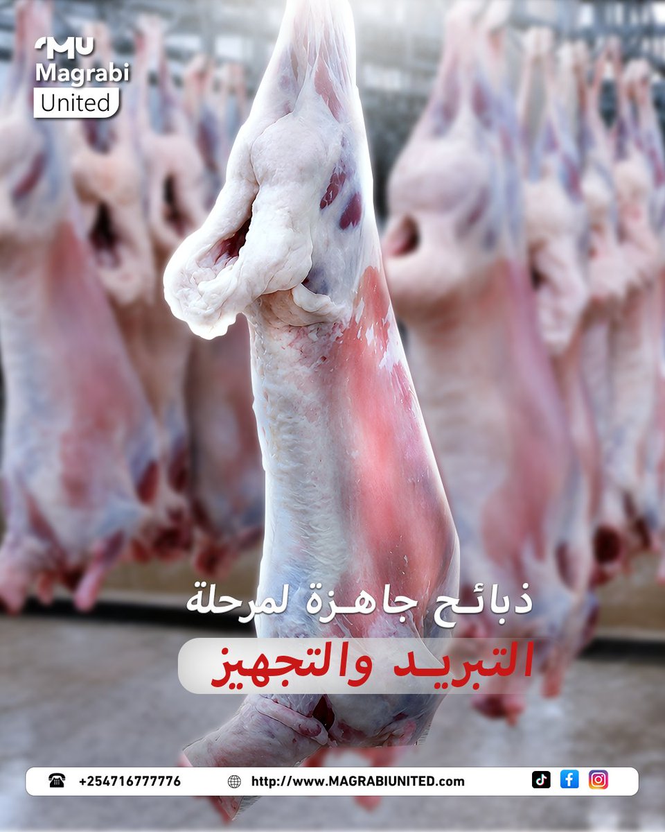 MagrabiG's tweet photo. ذبائح جاهزة لمرحلة التبريد والتجهيز 

من Magrabi United، نقدّم لكم ذبائح بمواصفات عالية الجودة، مجهّزة بعناية وفق أعلى معايير السلامة والنظافة، جاهزة للتبريد والتجهيز والتوزيع.

✅ ذبح وفق الشروط الصحية
✅ جودة موثوقة من المصدر
✅ توريد بكميات حسب الطلب

نوفر لكم اللحوم التي تثقون بها، من كينيا مبا��رة إلى أسواقكم.

📞 للطلب والاستفسار: 254716777776+
🌐 https://t.co/54uCDSWKAz

#Magrabi_United #ذبائح #لحوم #كيني #تبريد_وتجهيز
