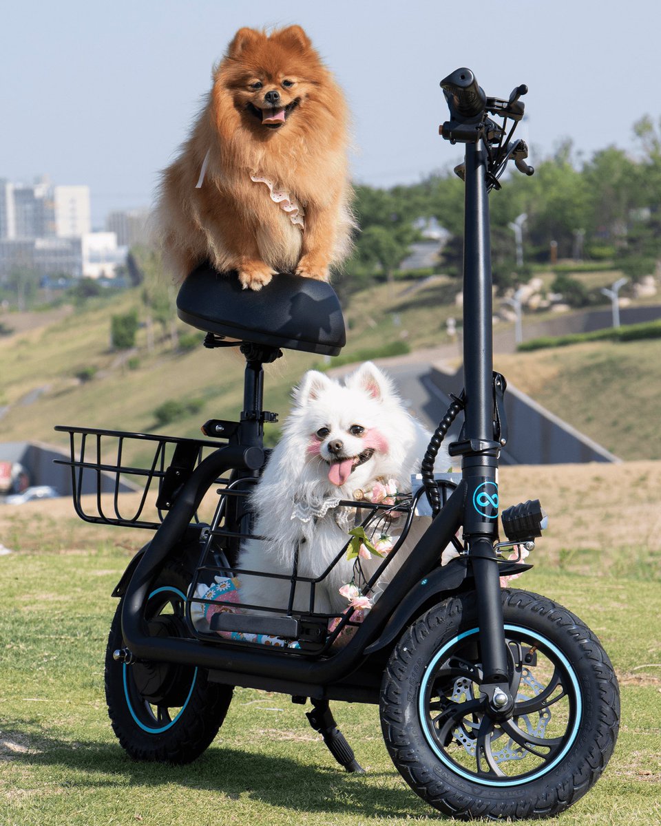GyroorOfficial's tweet photo. Happy #NationalDogWeek! 🐶 They never leave our side, so why leave home without them? At GYROOR, we’re proud to create mobile transport that lets you and your dogs adventure together! 

Every Ride, Better Together. #GYROOR 
#dog #pet #scooter #dogsofx https://t.co/QOL0moHyA4