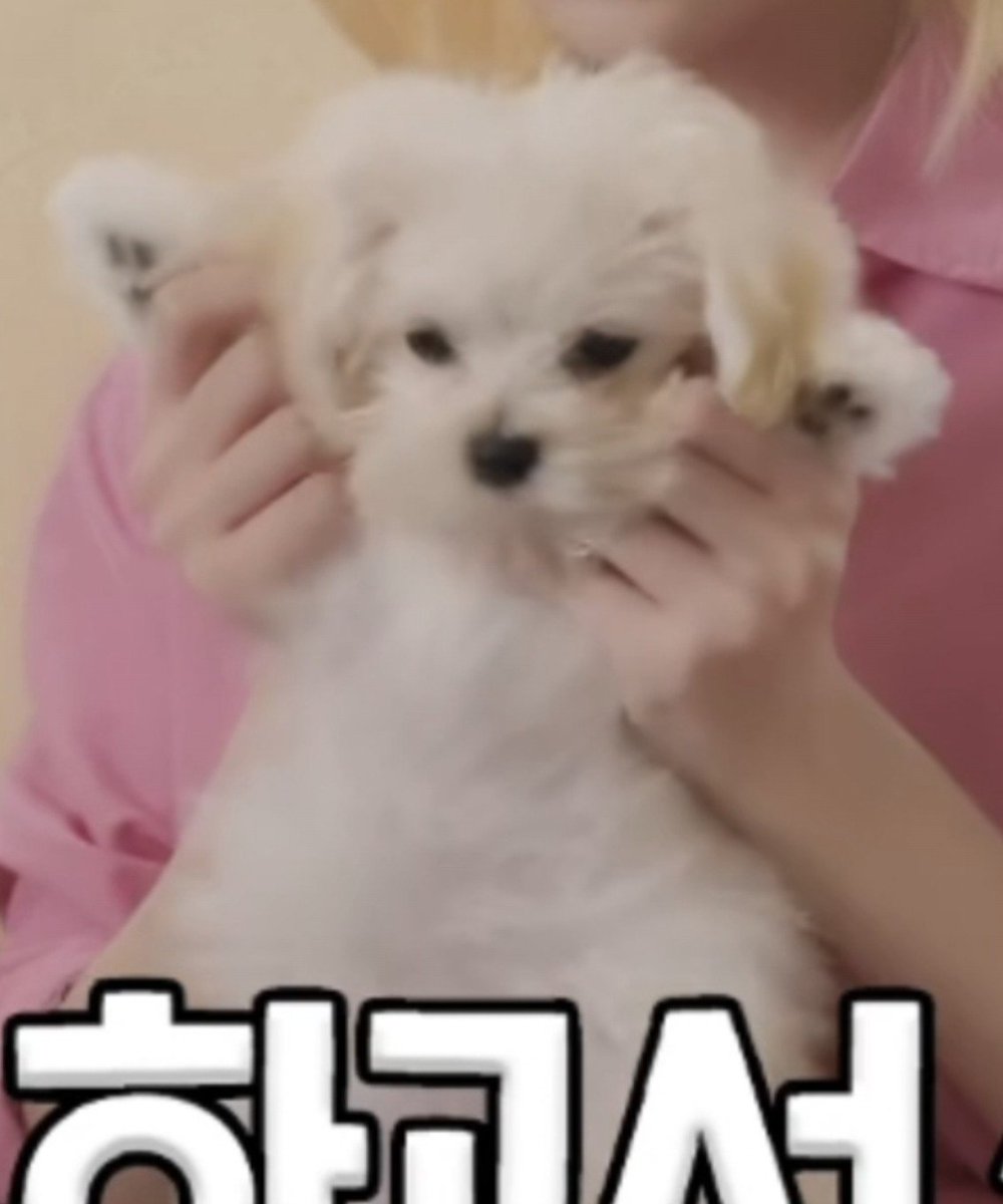 lisamjeong's tweet photo. im gonna cry 😭😭😭😭😭😭😭😭 https://t.co/5oVAphUkQx