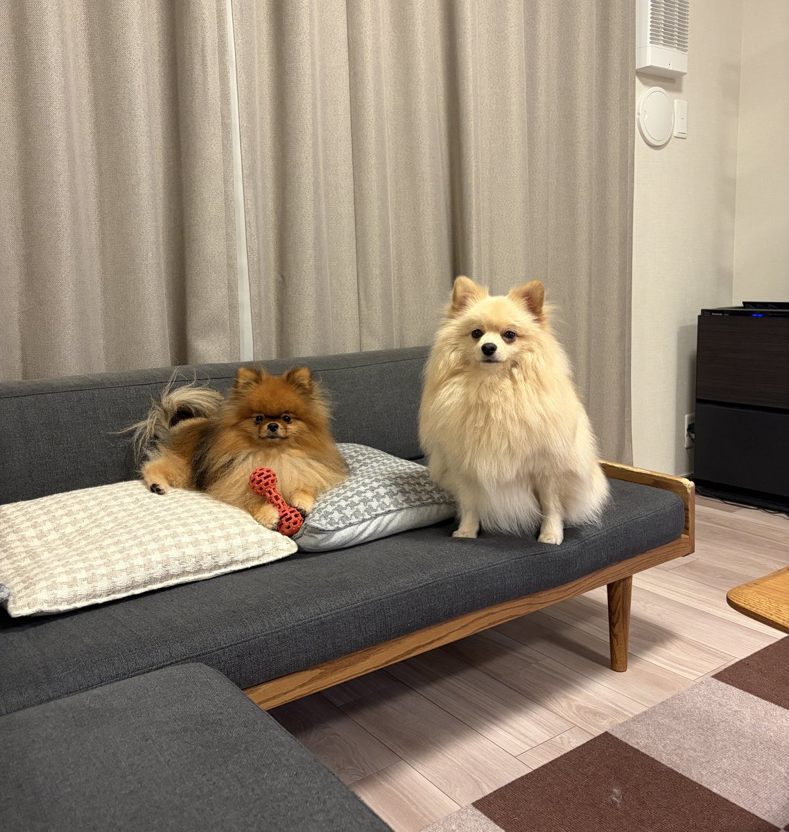mirumo__pon's tweet photo. 雨でヒマだね。おさんぽ行きたいね。 https://t.co/AGpEWnKLsk