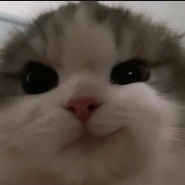 belovedkeju's tweet photo. temukan perbedaan antara dua foro kucing ini https://t.co/om2e2kzWEM