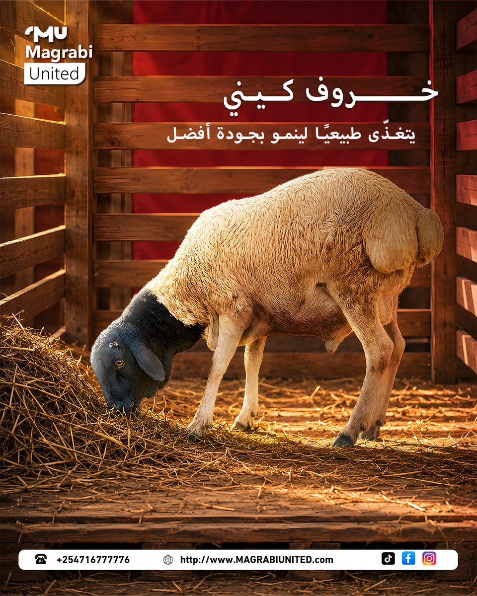 MagrabiG's tweet photo. 🐑🥩 خروف كي... يتغذّى طبيعيًا لينمو بجودة أفضل!

الجودة تبدأ من البداية 🌿✨
نهتم بالتغذية الطبيعية والرعاية الجيدة لنقدّم لكم لحومًا بجودة تستحقها موائدكم. ❤️

📍 Magrabi United — جودة نحرص عليها من المصدر إلى مائدتك.

🌐https://t.co/54uCDSWKAz](https://t.co/54uCDSWKAz)
📞 +254716777776

#MagrabiUnited #خروف_كي #لحوم #لحوم_طازجة #جودة_أفضل #تغذية_طبيعية #لحوم_مميزة #جودة_من_المصدر #Kenya #Meat
