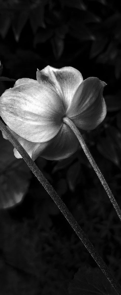 lifeinjustBnW's tweet photo. Petals https://t.co/c0Qtvpcmcd