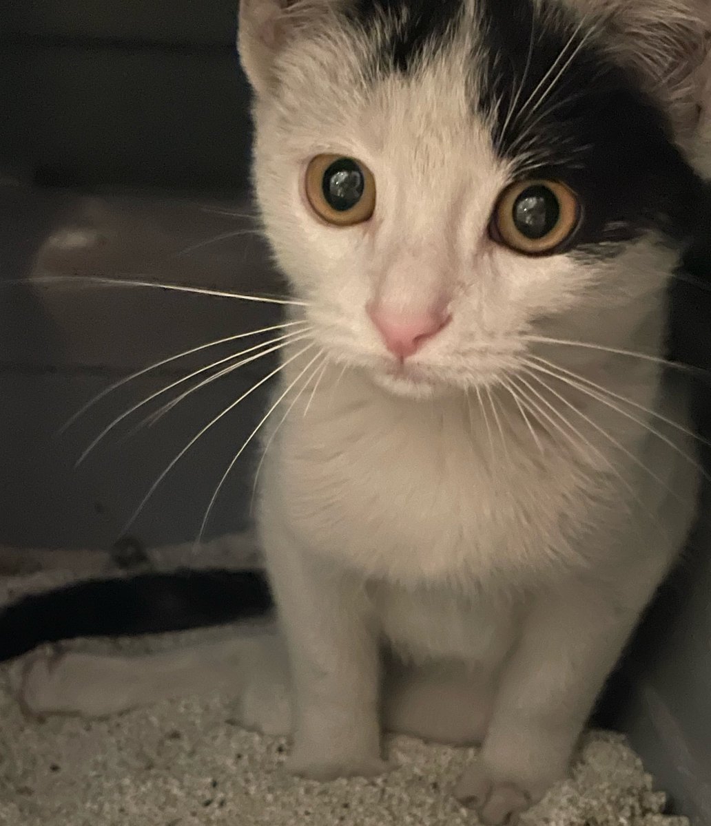 kikithehotwheel's tweet photo. Ulen 19373 km yol geldim
Evde otumatik toiled yok mu?? 
Dümdük kuma yapıorm 
Yetkiler acil alın beni https://t.co/yfZEHJZvW9
