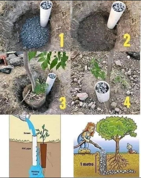 Rainmaker1973's tweet photo. Planting best practice https://t.co/qyhxzBjMgR