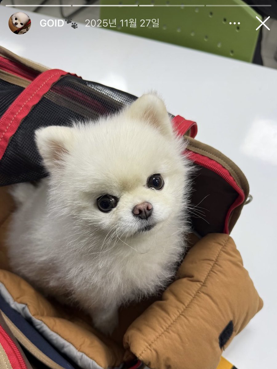 wnt5ome's tweet photo. 골드얌🐾🐾
GOLD입니다준현쿤 https://t.co/IxykLvaOZq