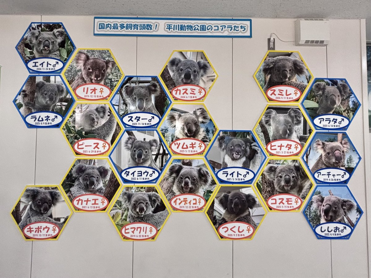 Raz199999's tweet photo. 初めての平川動物園で🐨活。
大好きなインディコちゃんに会ってみたくて。本当に可愛く美人で、このお部屋はつくしちゃんも、スミレちゃんも、コスモちゃんも抜群に可愛かったぁ🫶🏻
20頭の可愛いコアラちゃんに出会えて幸せなお散歩でした。
スタッフさんも皆様お優しくて、本当に楽しかったです。 https://t.co/fsdyBesi8V