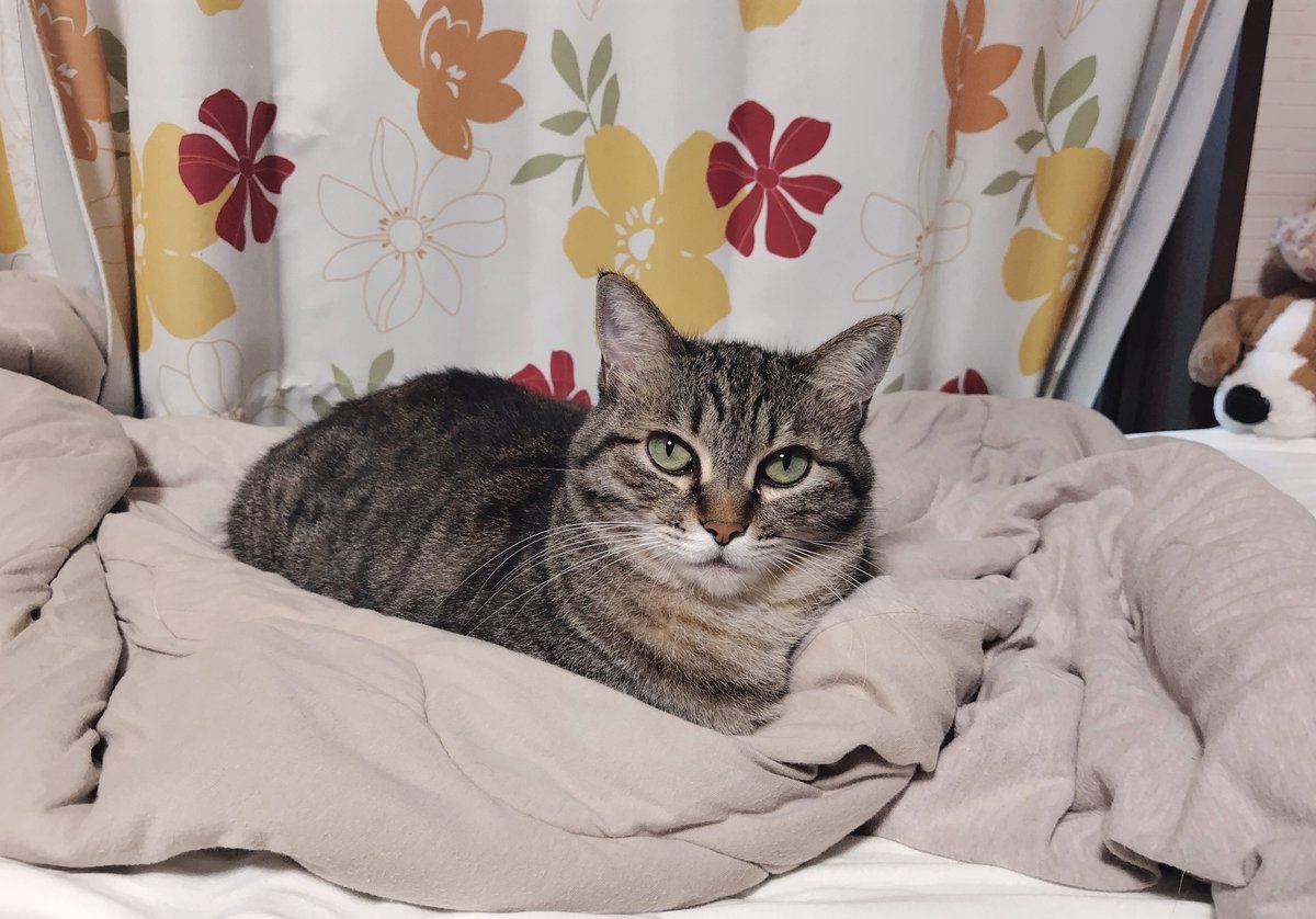 cat_56chan's tweet photo. ゴちゃは別に台風怖くないけどね、お母ちゃんが怖がるといけないから一緒にねんねしてやってもいいぜ https://t.co/cBsQ1K2zys