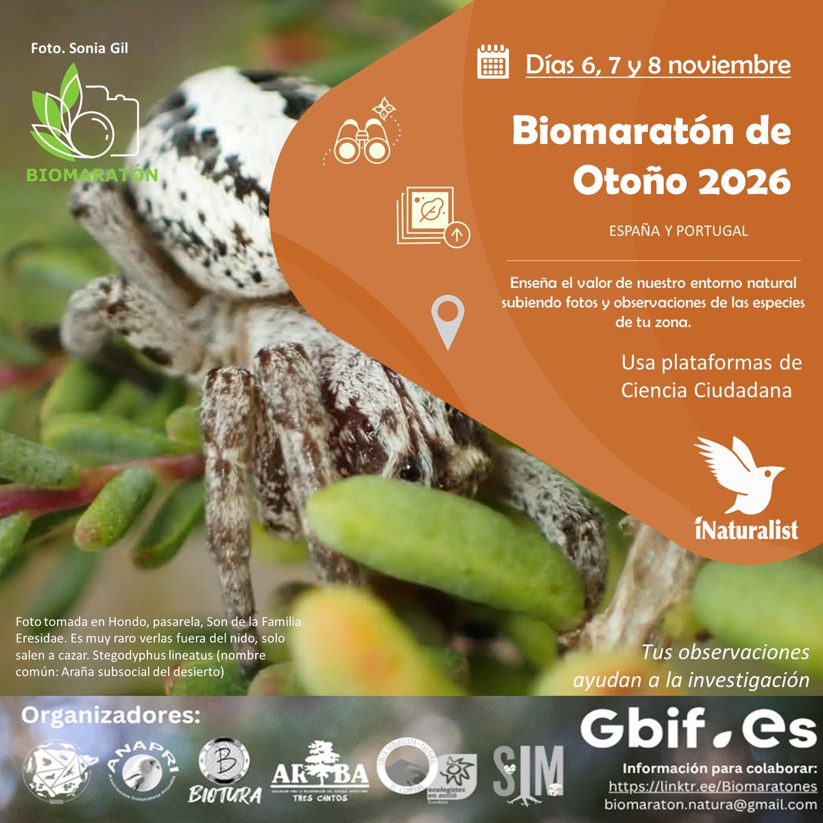 RevistaQuercus's tweet photo. ¡Apúntalo en la agenda! Anapri nos recuerda que del 6 al 8 de noviembre se celebrará una nueva edición del Biomaratón de Otoño, un evento de ciencia ciudadana para registrar nuestra biodiversidad
Cómo participar:
https://t.co/XiT7AYdAdb
Más información:
https://t.co/mxfIRdrSoa https://t.co/tKwZbq6oV9