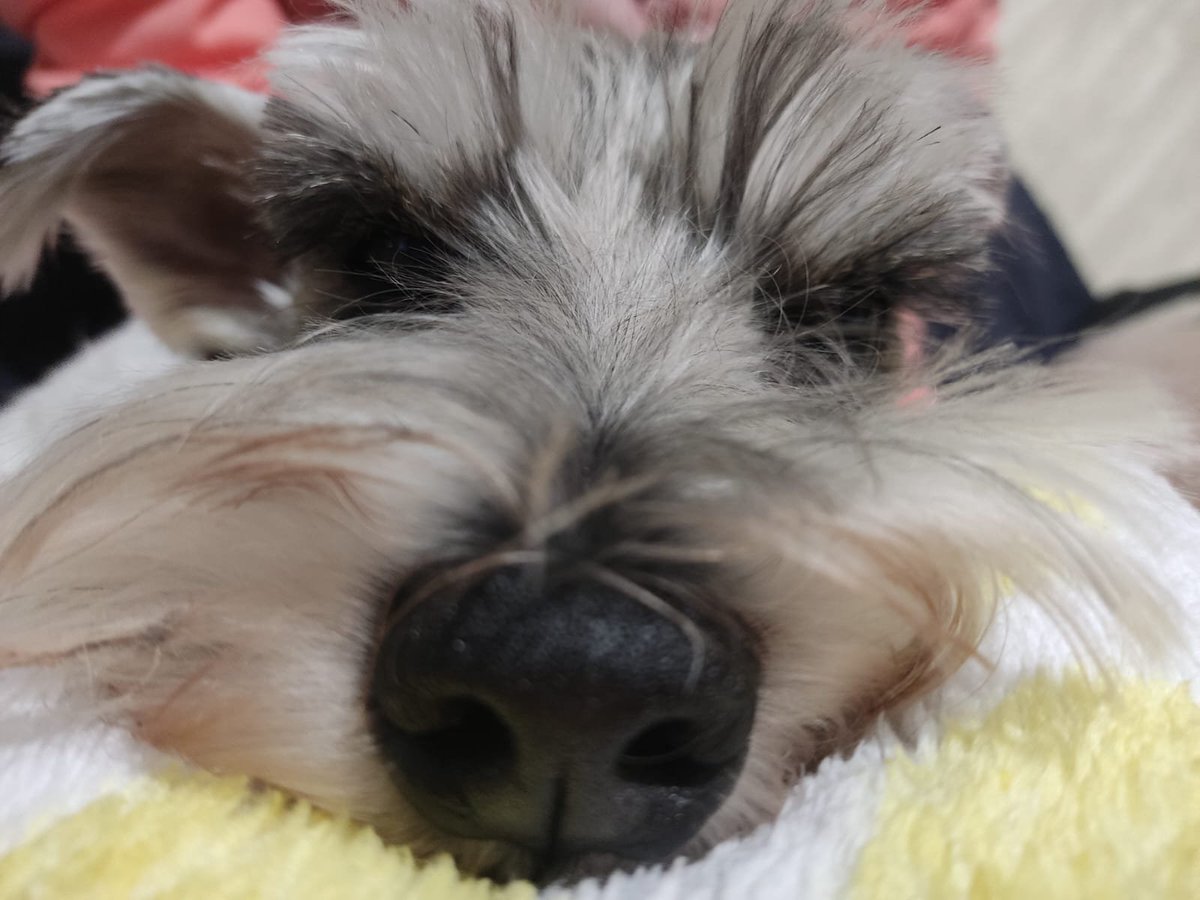 A2Eyr's tweet photo. @sapphlau gmvlsejmf;l He´s so cute! -w- He looks like a fluffy white pompom, makes me want to hug iit. My doggie's name is Totoro :3 https://t.co/wQvjTFdKkL