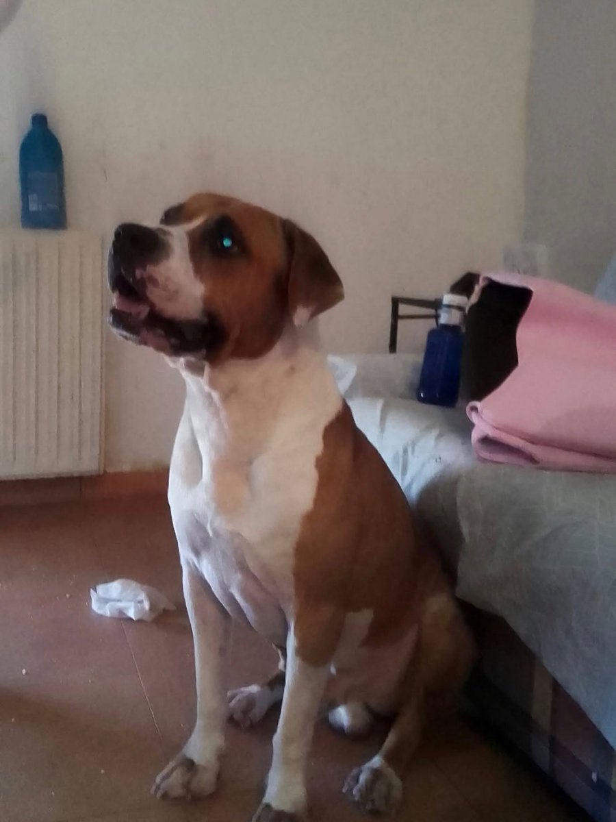 SosAbuelos1's tweet photo. #HUESCA
#BUFÓN es este perrito bueno y cariñoso

La situación en la que se encuentra actualmente, encerrado en una habitación sin salir a pasear, es inaceptable y se necesita una acogida o adopción para cambiarla

Necesita licencia. ¿Le ayudas, por favor?

WhatsApp 625 923 947 https://t.co/iUDS7emRts