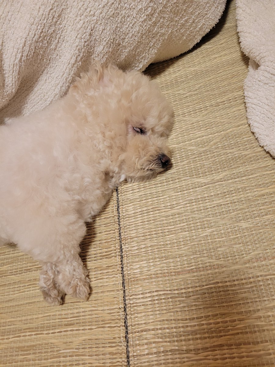 aigamo_3000's tweet photo. @nanako_aizawa 遊び疲れて寝てる犬
楽しかったね https://t.co/ll3GNdahNr