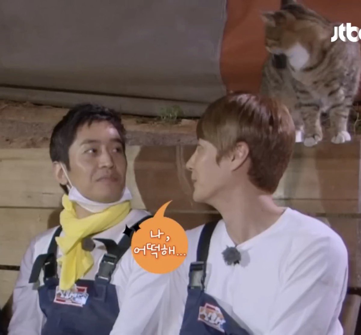 feeltersection's tweet photo. 고양이 어택당하고 둘이 눈마주치는 것도 존나 걍 부부같음 눈빛이 걍 말없이도 서로 더 아심.. 그 눈 마주치는 순간이 ㅈㄴ 느낌 온다고ㅠ https://t.co/Ap6jCbShHp