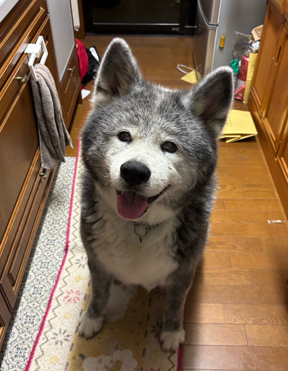 BEN_chama_K's tweet photo. ネエチャン秘蔵のいいお肉を焼き始めたら駆けつけてきた
勝手にお行儀よく待つ https://t.co/kseZlyF9H9
