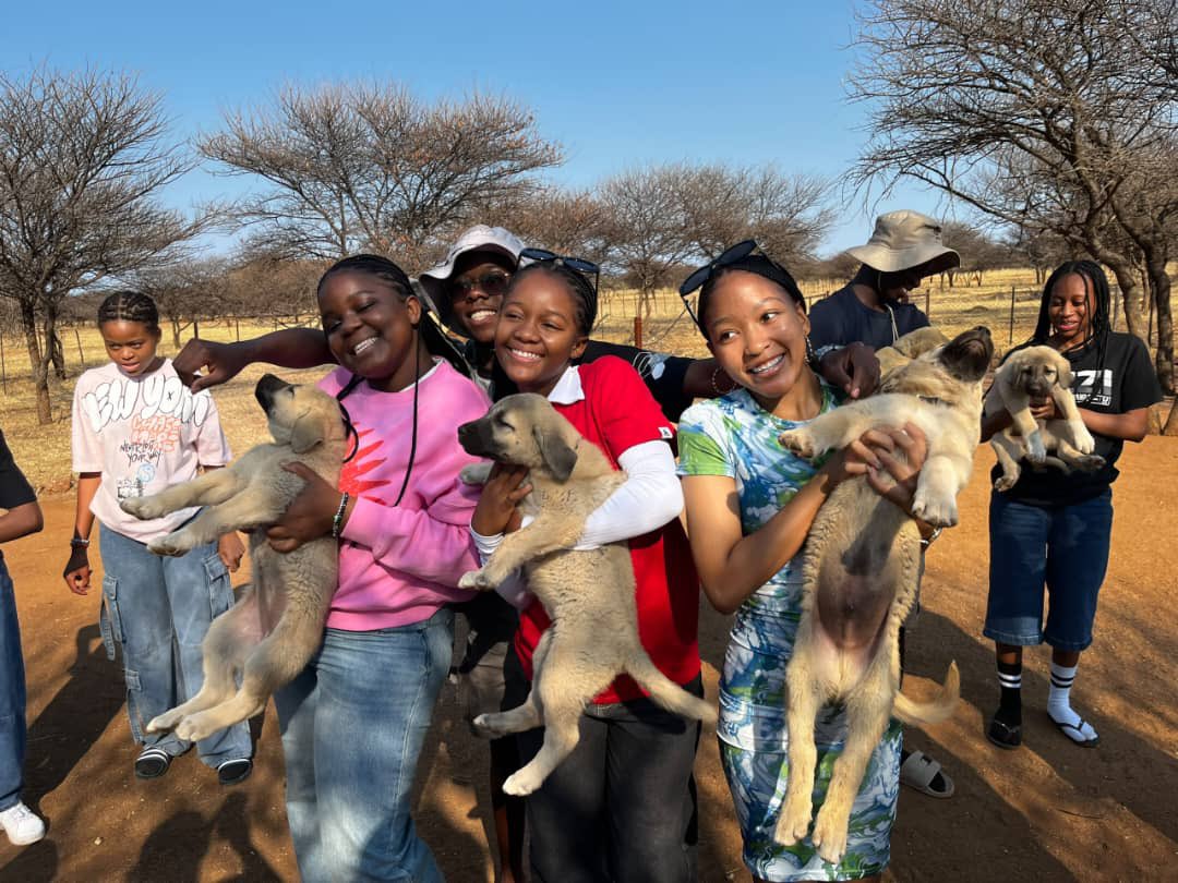 CCFCheetahUK's tweet photo. POV: you finally get to meet our livestock guardian dogs! CCF welcomed 24 learners and 3 teachers from Otjiwarongo Secondary School for a day of conservation education and hands-on activities at our Model Farm.

A great opportunity to learn about protecting wildlife 🐾💛! https://t.co/9W7l7Z7NdT