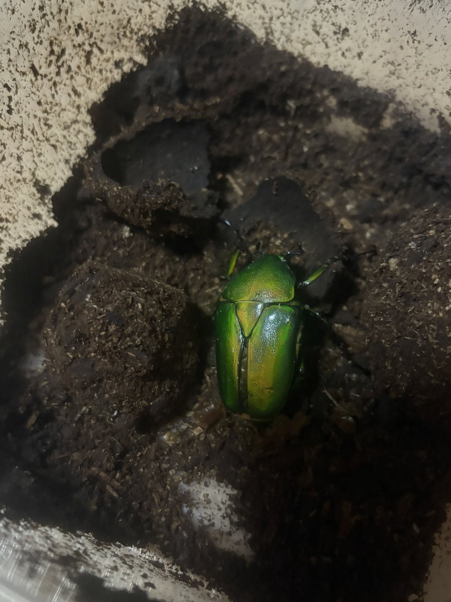 Microbe_Cerf_vo's tweet photo. チョコボール開けたらカナブン出てきた
ヘレロエンシスは散々な結果だったから羽化してくれるだけで満足だわ https://t.co/kHNilWppGW