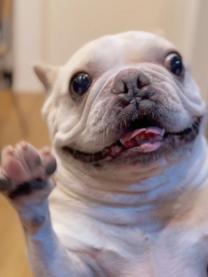do___n1222's tweet photo. タイムラインに はしゃいでる犬の顔なんてなんぼあっても良いですからね⸝⸝⸝⸝♡ https://t.co/rVKlUMMyo7