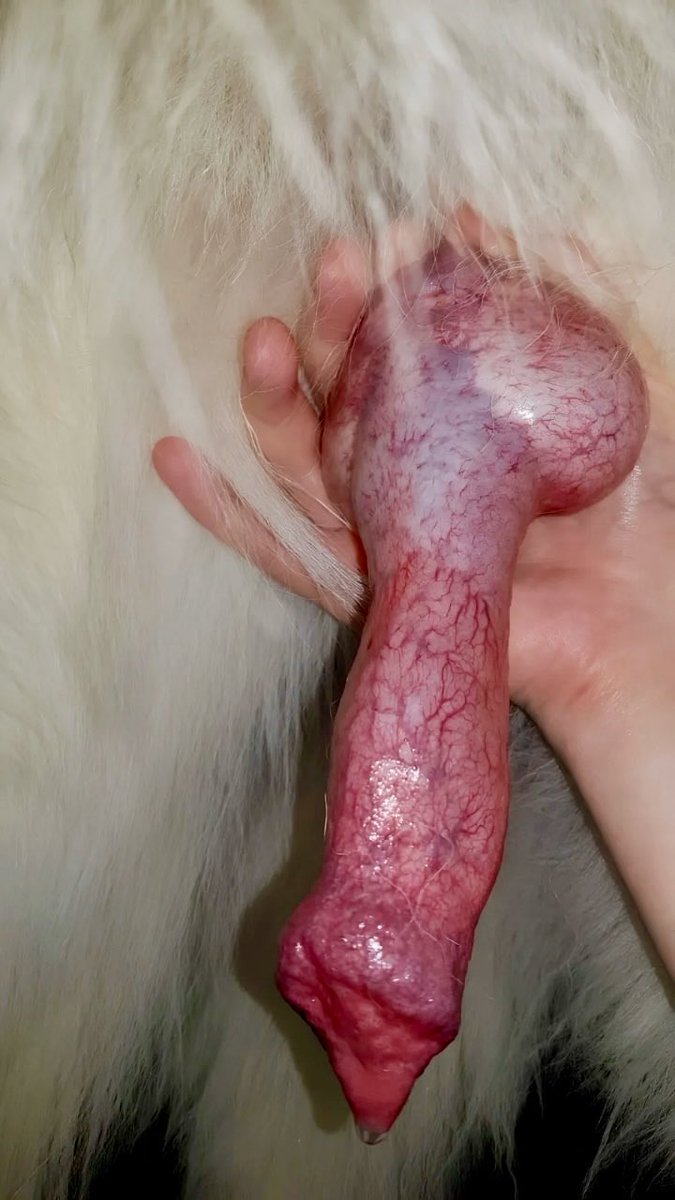 annabelldoglove's tweet photo. 10 inches not including the knot 
All for me 💦 

#dogmom #nsfw https://t.co/ii8qWkxraL
