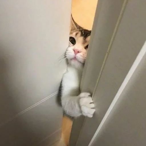 OnlyCatswyuh's tweet photo. Let me in https://t.co/I4HDGykYDW