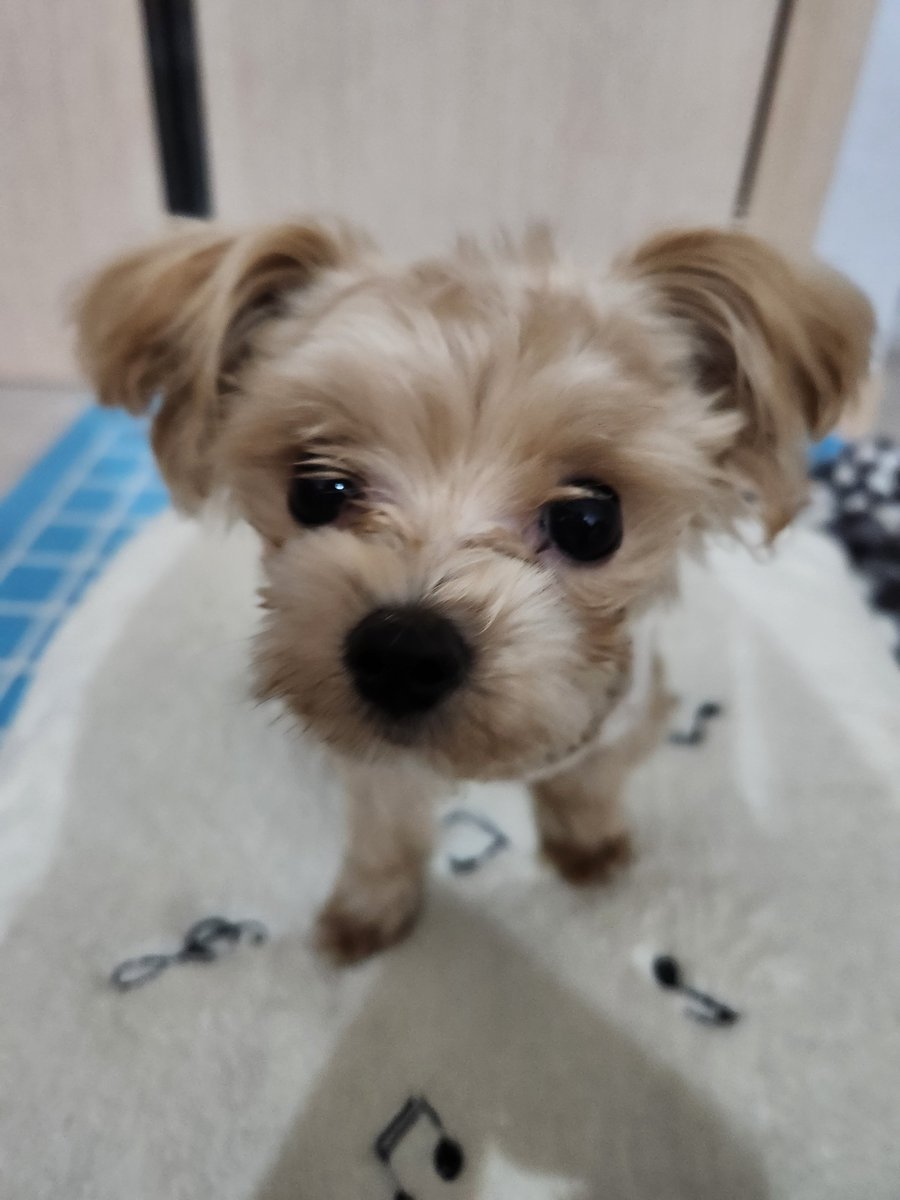 hamburuku's tweet photo. @ETORI_Zeno 바보치치(?)랑 바보가나디 줄게
우선 이거라두.. 내가 지짜 빨리 쩨노보러간다ㅜㅜ https://t.co/Cv8dE4Catl