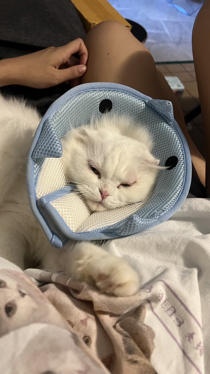 awwwfluffy's tweet photo. วันนี้เปนปลาสลามเพาะว่าเอาผึ้นน้อยไปจุ่มน้ำมา https://t.co/71SFP05vH3
